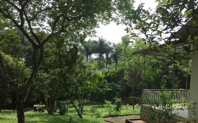 Một mảnh đất vườn ở Thạch Thất (Hà Nội) đang được chủ nhân rao bán.