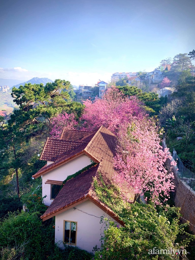 Ngôi nhà nhỏ yên bình sở hữu khu vườn đẹp như xứ sở thần tiên giữa lưng chừng đồi ở Đà Lạt - Ảnh 17.