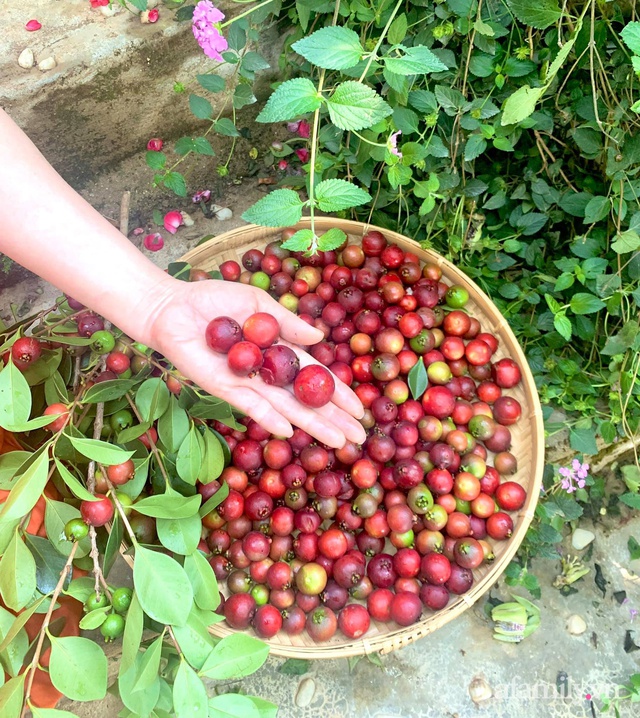 Ngôi nhà nhỏ yên bình sở hữu khu vườn đẹp như xứ sở thần tiên giữa lưng chừng đồi ở Đà Lạt - Ảnh 34.