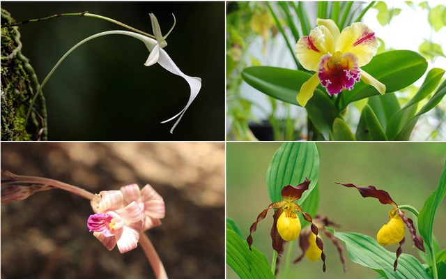 8 loại hoa lan đắt tiền nhất trên thế giới, có cây lên tới hơn 4