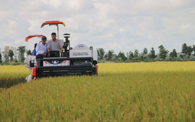 Thu hoạch lúa trong vùng nguyên liệu tại xã Định Thành, Thoại Sơn, An Giang. Ảnh: Công Mạo/TTXVN