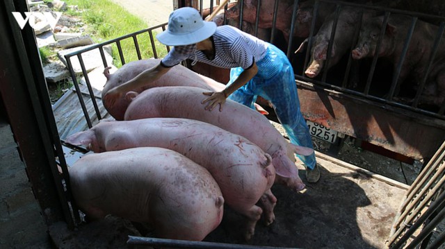 Thủ tướng yêu cầu bình ổn giá thịt lợn dịp cuối năm - Ảnh 2.