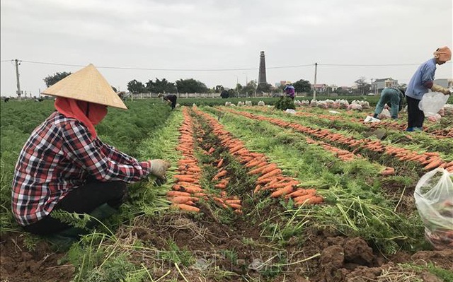Bội thu tại vùng sản xuất chuyên canh cà rốt