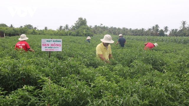 Người dân trồng ớt trúng mùa, trúng giá - Ảnh 2.