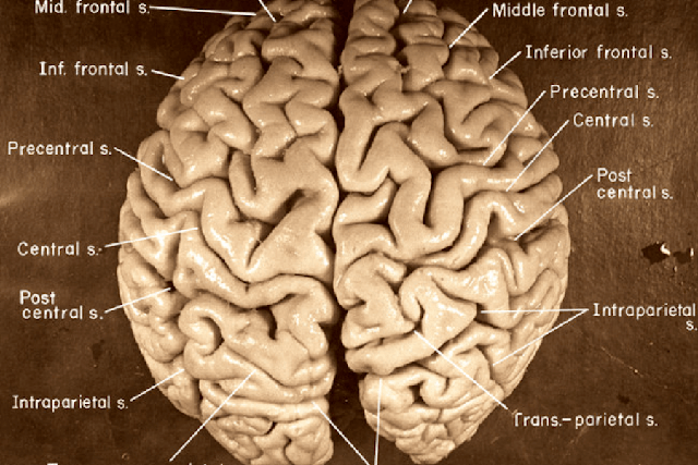 Chuyện ly kỳ về bộ não bị đánh cắp của Albert Einstein: Trở thành vật nghiên cứu bất chấp di ngôn, chứa nhiều đặc điểm khác biệt của thiên tài - Ảnh 3.