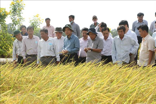 Nghiên cứu quy trình để giống gạo ST thành thương hiệu gạo thơm Việt Nam  - Ảnh 2.