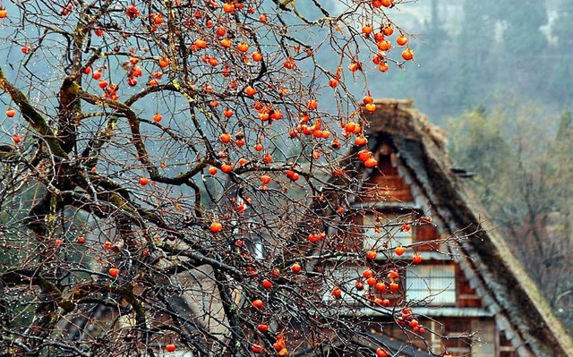 "Ngẩn ngơ" trước sự quyến rũ của những ngôi nhà mái dốc thuộc ngôi làng đẹp nhất Nhật Bản