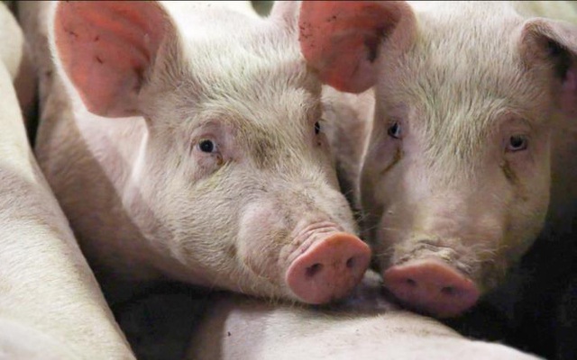Giá lợn ở Trung Quốc đảo chiều tăng vọt do nguy cơ sản lượng giảm trở lại
