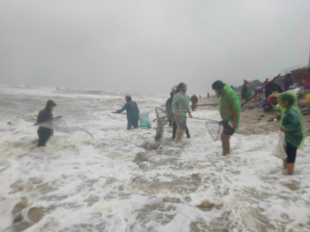 Hàng tấn sò mai theo sóng dạt vào bờ, người dân kéo nhau đi vợt kiếm bạc triệu - Ảnh 2.