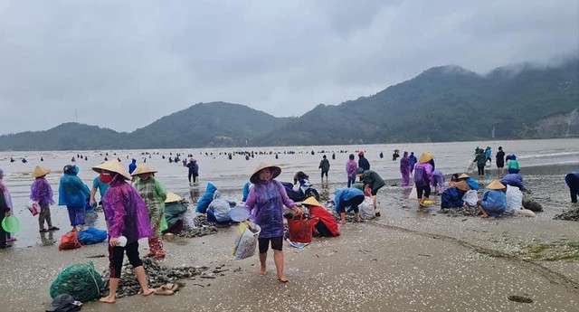 Hàng tấn sò mai theo sóng dạt vào bờ, người dân kéo nhau đi vợt kiếm bạc triệu - Ảnh 11.