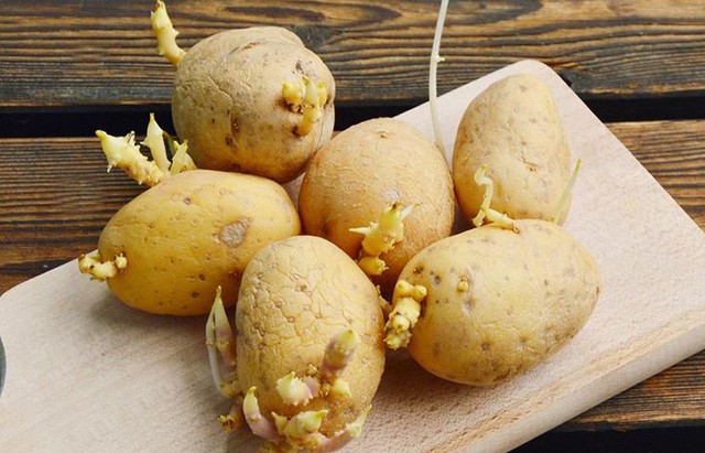 Khoai tây mọc mầm gây độc như thế nào? 5 lưu ý khi ăn khoai tây để đảm bảo cho sức khỏe - Ảnh 2.