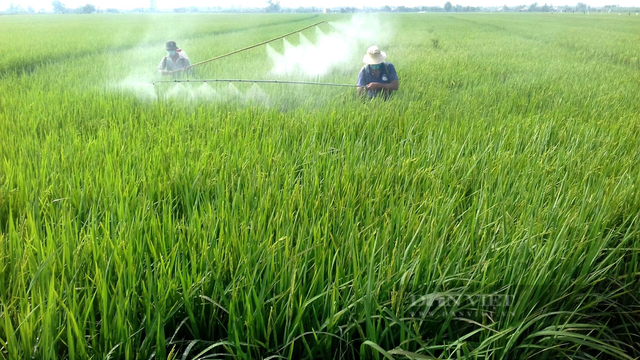 Đề xuất giảm 50% lượng phân bón vụ đông xuân, nông dân ĐBSCL run rẩy làm “vụ lúa ăn chắc” - Ảnh 2. Đề xuất giảm 50% lượng phân bón vụ đông xuân, nông dân ĐBSCL run rẩy làm “vụ lúa ăn chắc” - Ảnh 2.