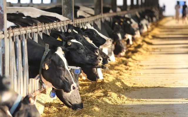 Sữa Quốc tế: Định giá tăng vọt lên gần 400 triệu USD lợi nhuận sụt giảm mạnh trong quý 3