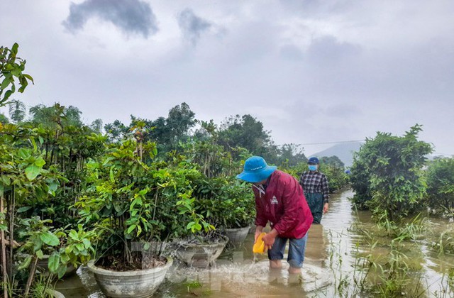 Thủ phủ mai vàng miền Trung ngập trong biển nước - Ảnh 2.