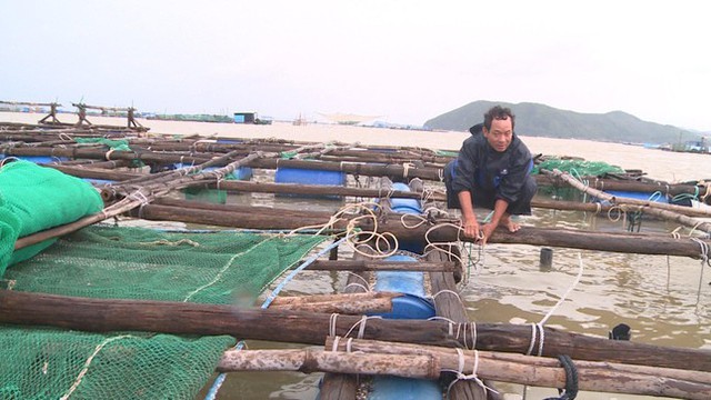 Tôm hùm ở Phú Yên chết hàng loạt, người nuôi thiệt hại tiền tỷ - Ảnh 1.