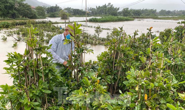 Thủ phủ mai vàng miền Trung ngập trong biển nước - Ảnh 4.