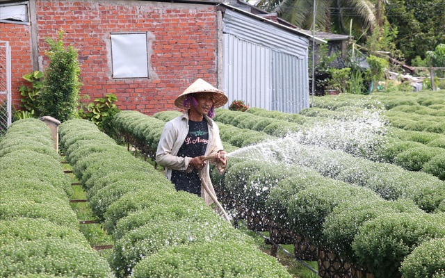 Lo ngại dịch COVID-19, người dân giảm sản lượng hoa Tết