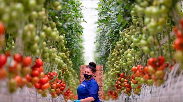 Tương lai của nông nghiệp bên trong nhà kính lớn nhất nước Mỹ: Sử dụng robot, AI và dữ liệu để trồng 22.500 tấn cà chua mỗi năm - Ảnh 2.