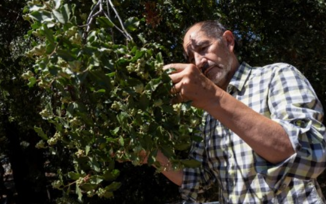 Chuyên gia người Chile, Ricardo San Martin, đang đếm hạt trên cây Quillay tại khuôn viên Đại học California ở Berkeley, Mỹ, ngày 17 tháng 8 năm 2021.