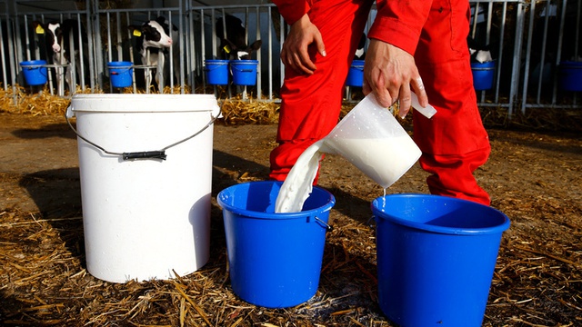 Nông dân Anh đổ đi hàng chục nghìn lít sữa vì thiếu tài xế xe tải - Ảnh 1.