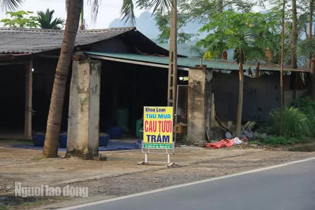 Thu mua cau bán cho Trung Quốc, kiếm hàng trăm triệu đồng mỗi vụ - Ảnh 3.