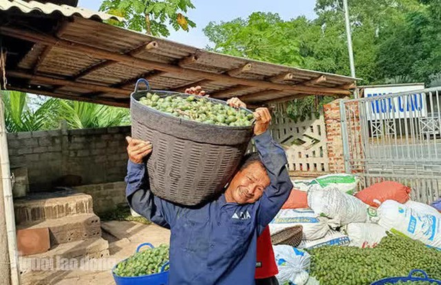 Thu mua cau bán cho Trung Quốc, kiếm hàng trăm triệu đồng mỗi vụ - Ảnh 5.