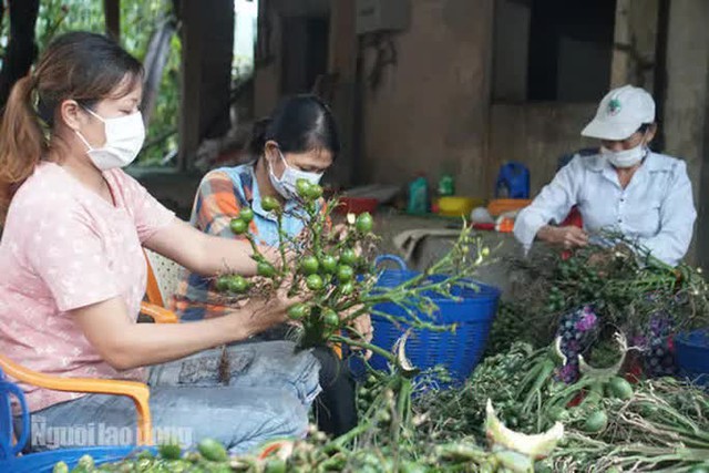 Thu mua cau bán cho Trung Quốc, kiếm hàng trăm triệu đồng mỗi vụ - Ảnh 8.