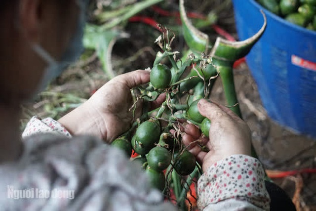 Thu mua cau bán cho Trung Quốc, kiếm hàng trăm triệu đồng mỗi vụ - Ảnh 9.