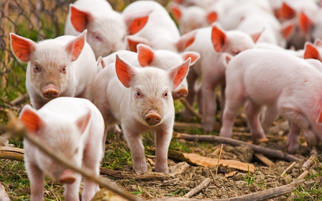 Tập đoàn Thái Lan muốn hủy niêm yết công ty đang thu về hàng tỷ USD mỗi năm từ bán cám, thịt lợn, xúc xích... tại Việt Nam