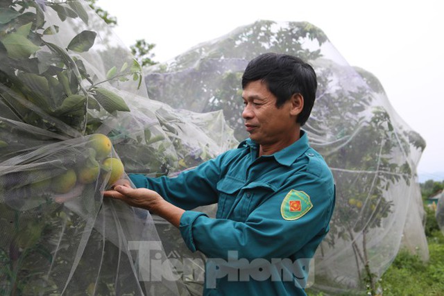 Mắc màn bảo vệ rừng cam đặc sản, kiếm tiền tỷ mỗi năm - Ảnh 11.