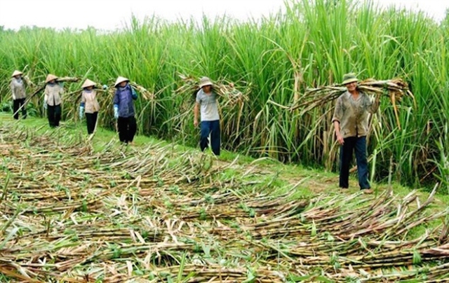 Giá đường thế giới tăng 49%, trong nước mới tăng 13%: Triển vọng ngọt cho ngành đường năm 2022 - Ảnh 1.