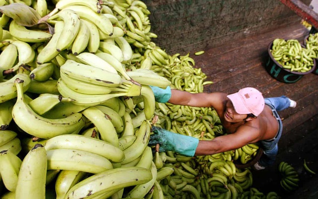 Hiệp hội xuất khẩu Mỹ Latin cho biết giá trái cây đã không tăng trong 2 thập kỷ qua.