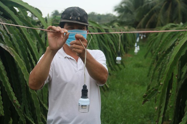 Nông dân kỳ vọng thanh long vụ Tết - Ảnh 1.