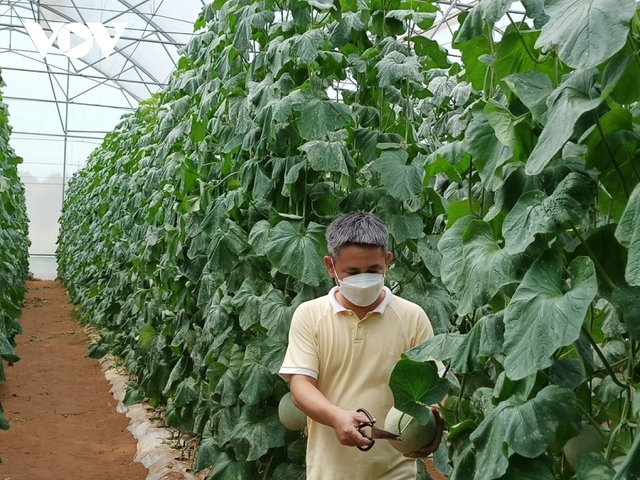 Người trồng dưa lưới Bình Thuận háo hức chờ vụ dưa Tết - Ảnh 3.