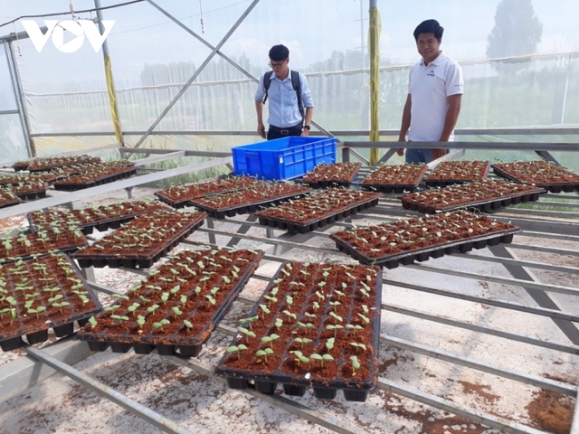 Người trồng dưa lưới Bình Thuận háo hức chờ vụ dưa Tết - Ảnh 4.