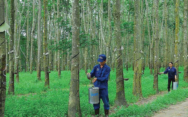 Cao su Tây Ninh (TRC) chốt quyền tạm ứng cổ tức đợt 1/2021 bằng tiền mặt,  tỷ lệ 10%