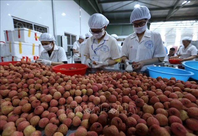  Nhiều dư địa cho trái cây Việt Nam tại thị trường EU  - Ảnh 2.