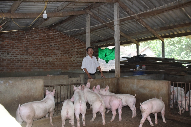 Người chăn nuôi tỉnh Bình Định gặp khó do giá heo hơi xuống thấp - Ảnh 1.