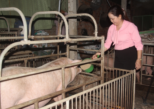Người chăn nuôi tỉnh Bình Định gặp khó do giá heo hơi xuống thấp - Ảnh 2.