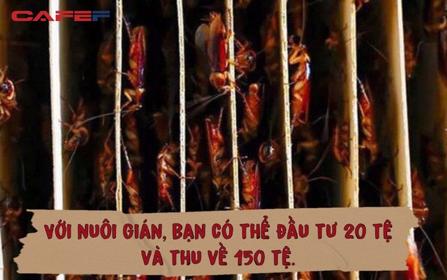 Một ngành kinh doanh béo bở ở Trung Quốc giúp người dân có thu nhập tiền tỷ mỗi năm: Hoạt động bí mật, vốn ít lời nhiều, thảo nào người người nhà nhà đua nhau làm theo - Ảnh 2.