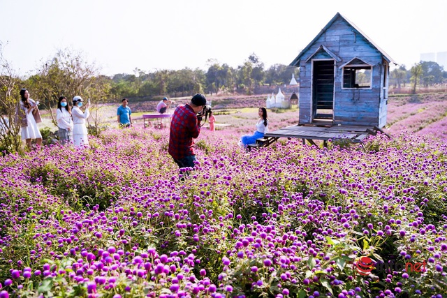 Cánh đồng hoa cúc bạt ngàn giữa lòng Thủ đô đẹp hút mắt bởi màu lạ, khách chi tiền triệu vào chụp ảnh - Ảnh 12.