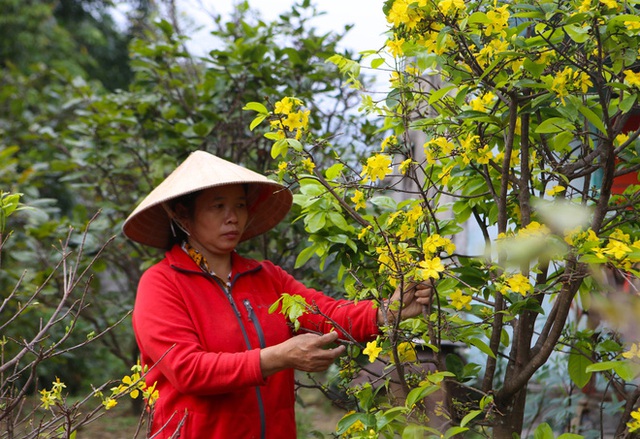  Chưa đến Tết vườn mai vàng đã nở rộ khiến nhiều nông dân buồn méo mặt  - Ảnh 7.