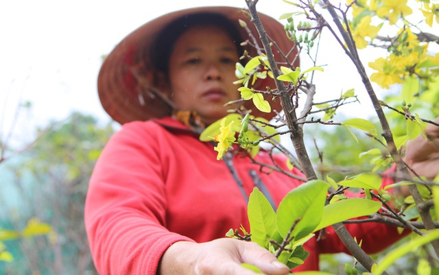  Chưa đến Tết vườn mai vàng đã nở rộ khiến nhiều nông dân buồn méo mặt  - Ảnh 9.