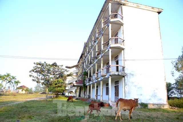  Trường trung cấp tiền chục tỷ bỏ hoang, thành nơi chăn thả bò  - Ảnh 8.