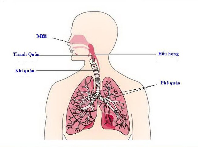 5 bất thường tưởng không liên quan nhưng là dấu hiệu phổi đang SUY YẾU: 4 lưu ý để dưỡng phổi tốt, sinh khí lưu thông, kéo dài tuổi thọ - Ảnh 2.