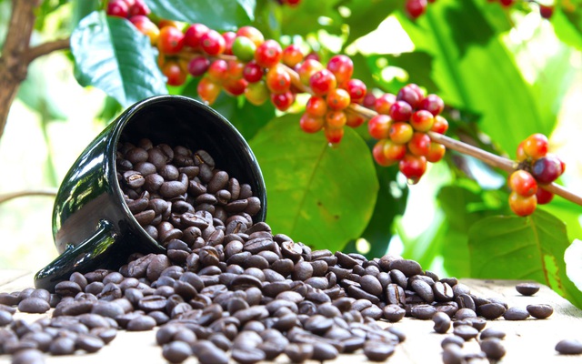 Thị trường cà phê: Tăng trưởng trong gian nan nhưng vẫn mở ra nhiều cơ hội