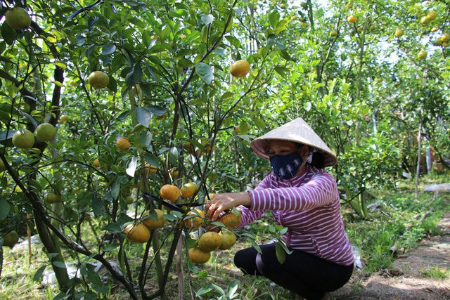 Nông dân thủ phủ quýt hồng Lai Vung tiết lộ niềm vui vụ Tết - Ảnh 5.