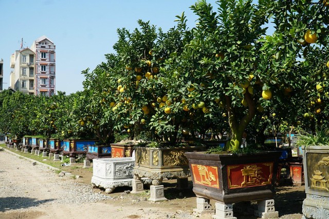 Mãn nhãn với vườn bưởi cảnh đắt giá lớn nhất ở Hưng Yên - Ảnh 9.