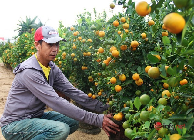 Tết cận kề, nông dân thủ phủ quất Quảng Nam mỏi mắt chờ thương lái - Ảnh 2.