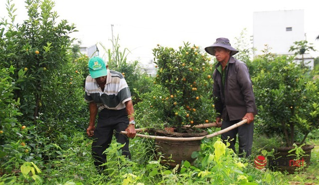 Tết cận kề, nông dân thủ phủ quất Quảng Nam mỏi mắt chờ thương lái - Ảnh 3.